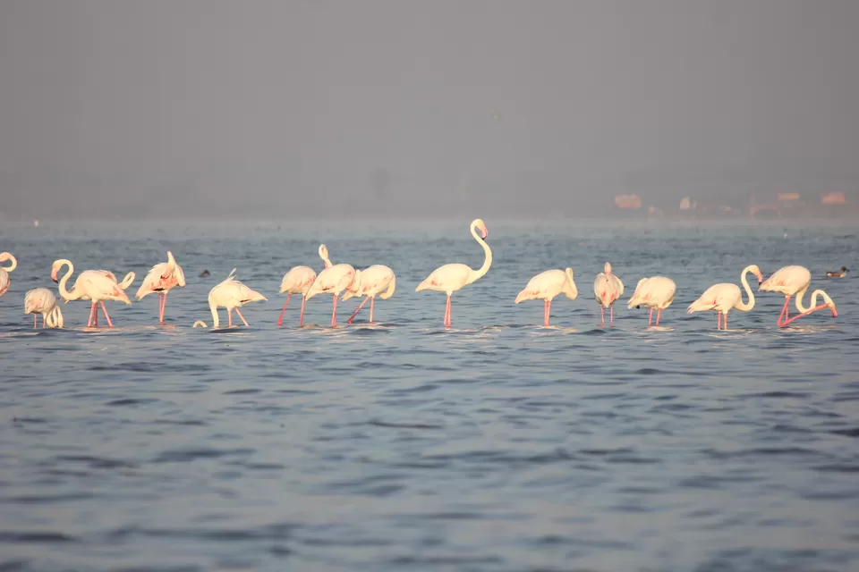Photo of Venture in the Flamingo World - Bhigwan by Tripping With Prajakta