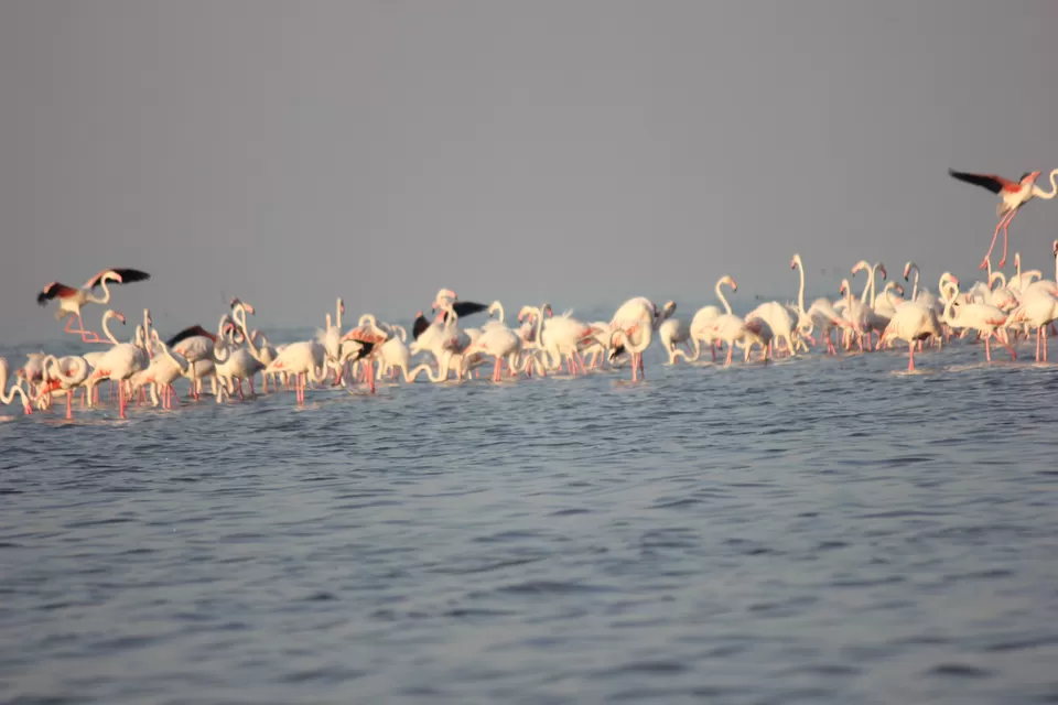 Photo of Venture in the Flamingo World - Bhigwan by Tripping With Prajakta