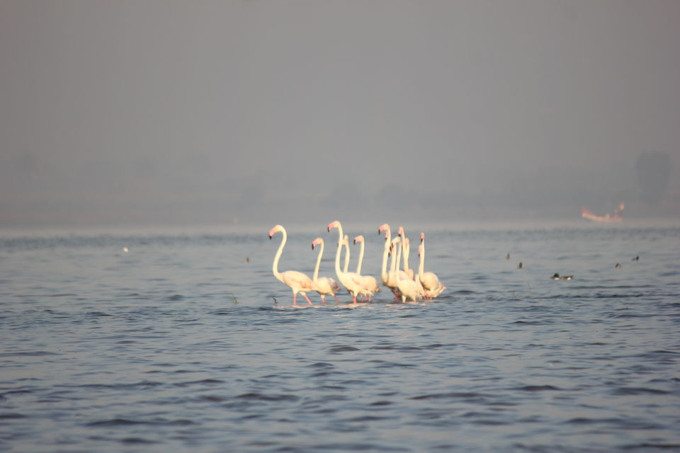 Photo of Venture in the Flamingo World - Bhigwan by Tripping With Prajakta