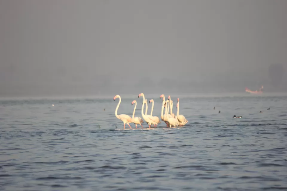 Photo of Venture in the Flamingo World - Bhigwan by Tripping With Prajakta