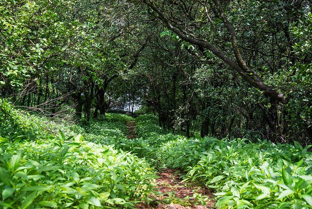 Photo of Matheran in Monsoon – A Heaven near Mumbai 10/19 by Saurabh Chatterjee
