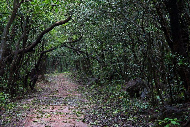 Photo of Matheran in Monsoon – A Heaven near Mumbai 12/19 by Saurabh Chatterjee