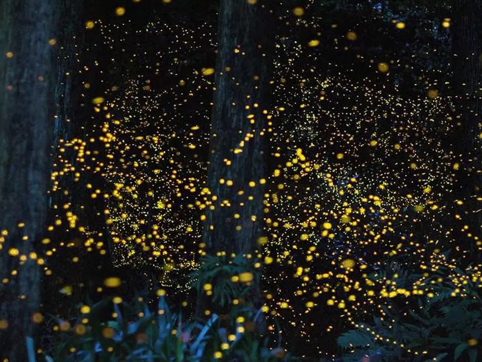Photo of Kampung Kuantan Fireflies Park, Kampung Kuantan, Batang Berjuntai, Selangor, Malaysia by Tara Anne Nikezic