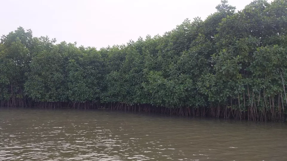 Photo of A day in Pichavaram: Second Largest Mangrove Forest in the World. by Shereen Ajmera