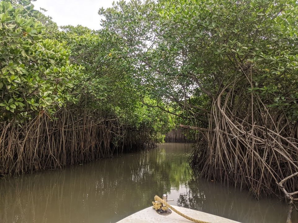 Photo of A day in Pichavaram: Second Largest Mangrove Forest in the World. by Shereen Ajmera