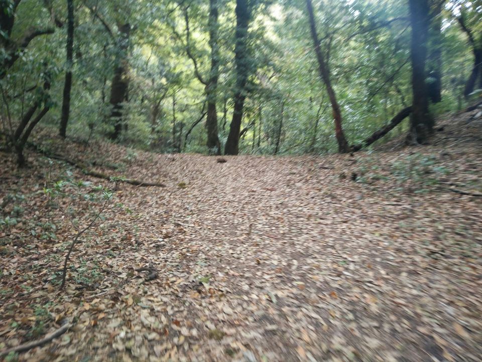Photo of Deoriatal to Chopta Trekking by Deoriatal To Chopta trekking