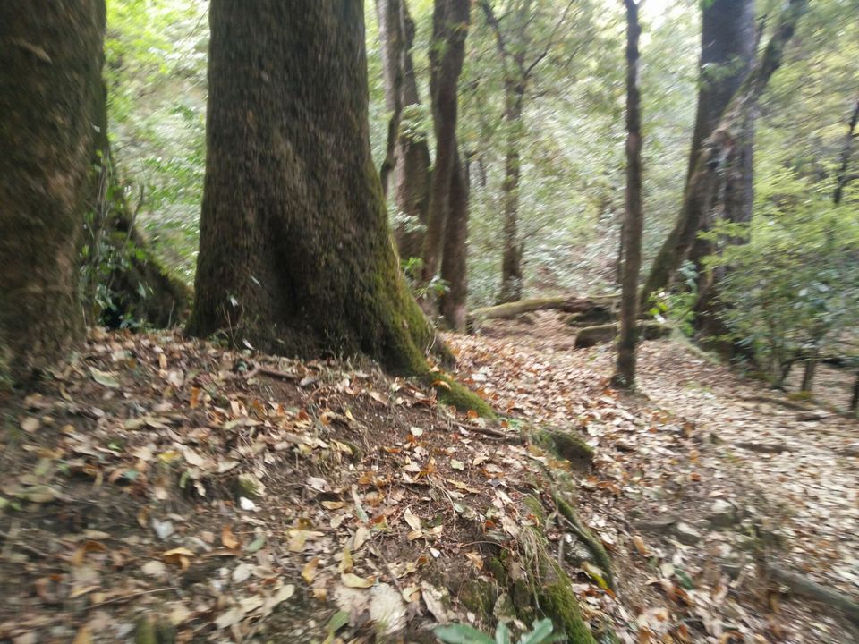 Photo of Deoriatal to Chopta Trekking by Deoriatal To Chopta trekking
