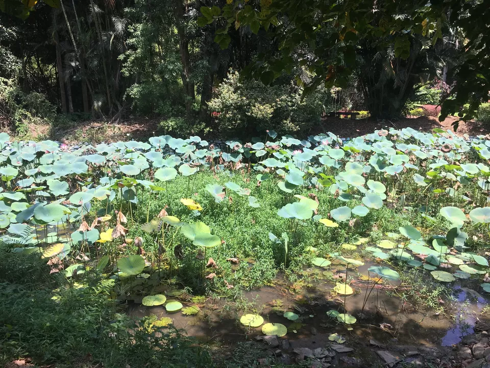 Photo of Ranganathittu Bird Sanctuary, Karimanti, Karnataka by Ashish G