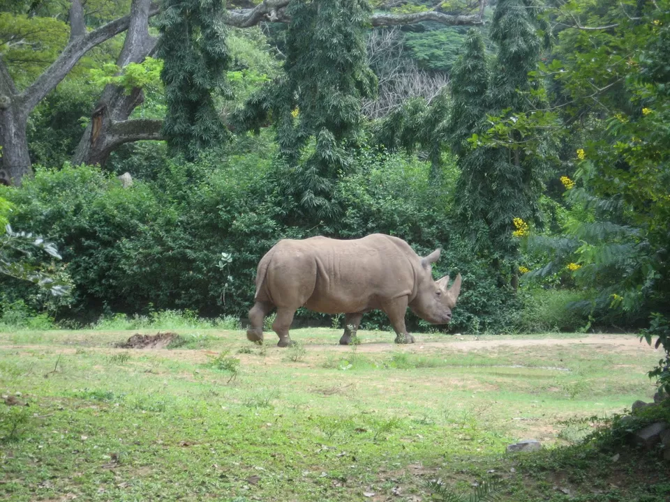 Photo of Mysore Zoo, Ittige Gudu, Mysuru, Karnataka by Ashish G