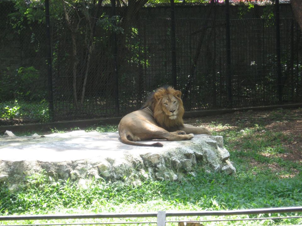 Photo of Mysore Zoo, Ittige Gudu, Mysuru, Karnataka by Ashish G