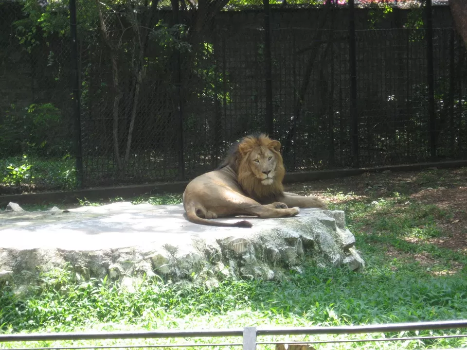 Photo of Mysore Zoo, Ittige Gudu, Mysuru, Karnataka by Ashish G