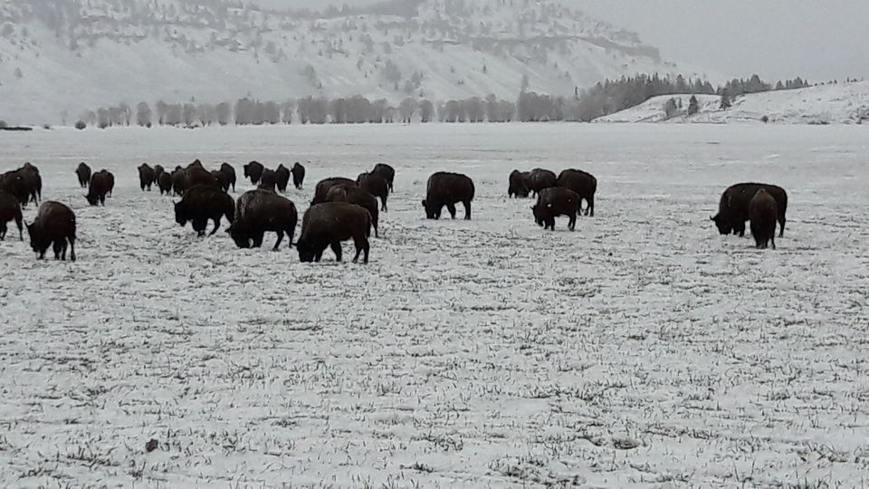 Photo of 4 Days in Yellowstone National Park by Ashish G