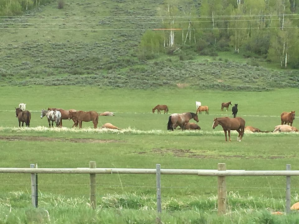 Photo of 4 Days in Yellowstone National Park by Ashish G