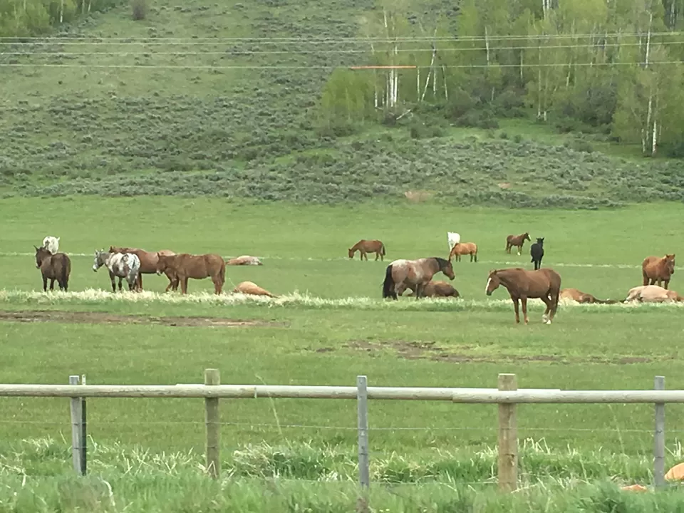 Photo of 4 Days in Yellowstone National Park [2017] by Ashish G