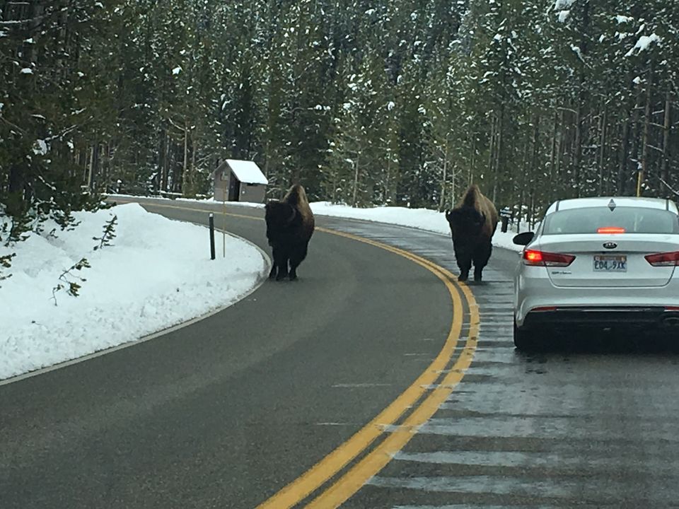 Photo of 4 Days in Yellowstone National Park by Ashish G