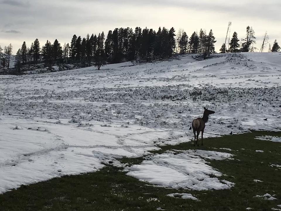 Photo of 4 Days in Yellowstone National Park [2017] by Ashish G