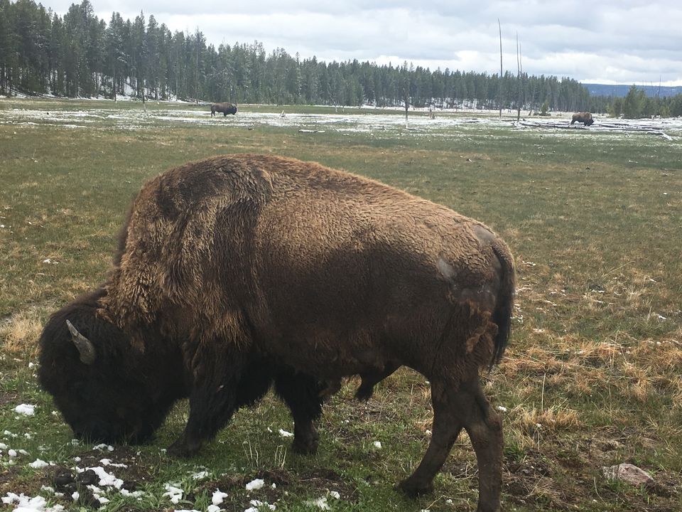 Photo of 4 Days in Yellowstone National Park by Ashish G