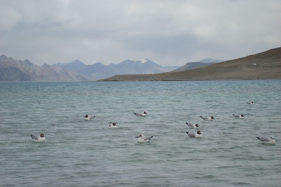 Photo of Pangong Lake, Leh by Ashish G