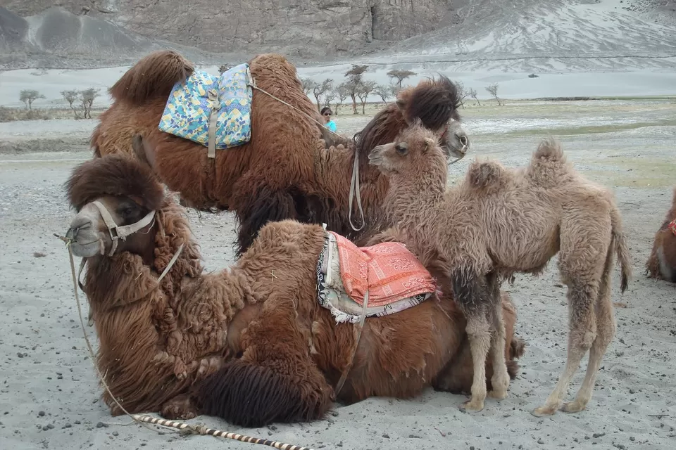 Photo of 7-days in Leh-Ladakh: Must-visit place in India [2011] by Ashish G