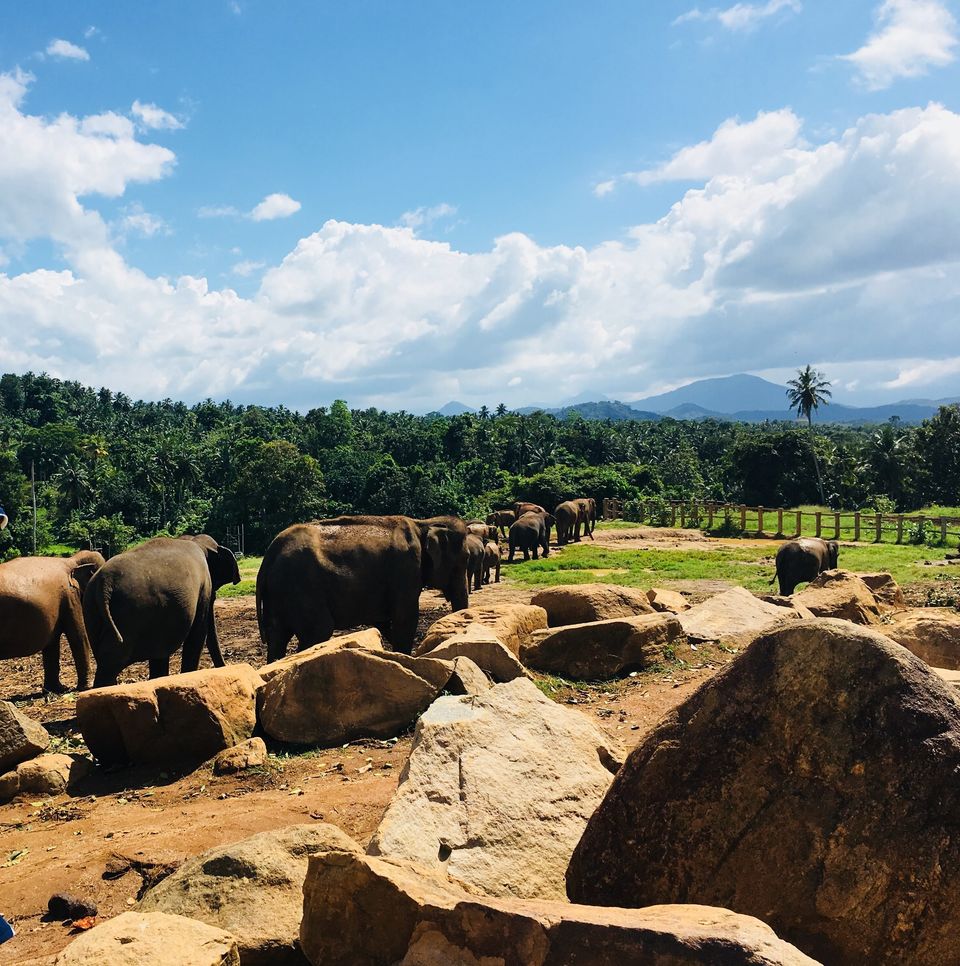 Photo of Pinnawala Elephant Orphanage Bus Stop, Kegalle-Rambukkana Rd, Rambukkana, Sri Lanka by Ashish G