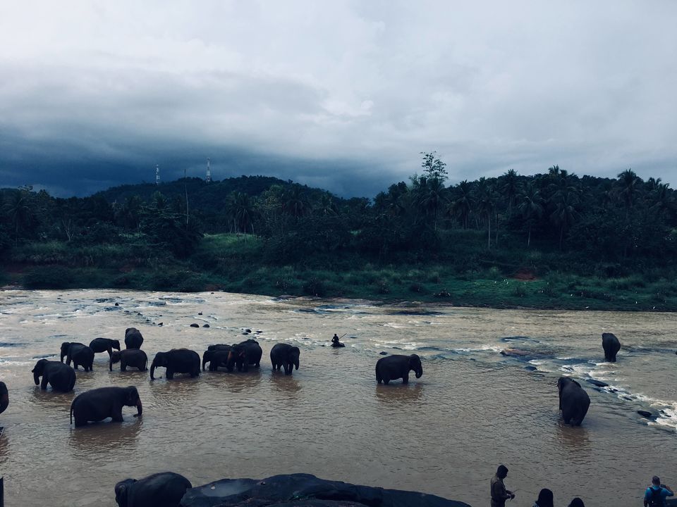 Photo of Pinnawala Elephant Orphanage Bus Stop, Kegalle-Rambukkana Rd, Rambukkana, Sri Lanka by Ashish G