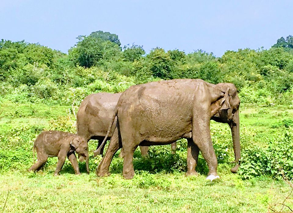 Photo of Udawalawa, Sri Lanka by Ashish G