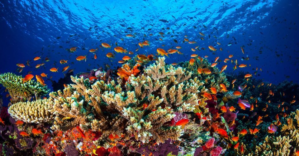 Photo of Great Barrier Reef, Queensland, Australia by megha goyal