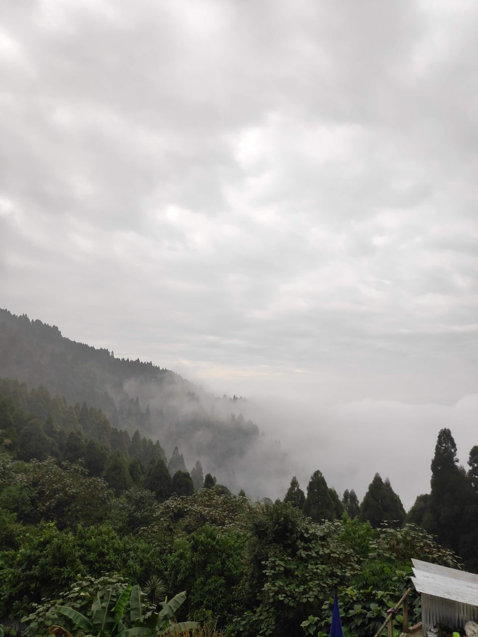 Photo of Experience the mist in north WB by Mrunal Vaidya
