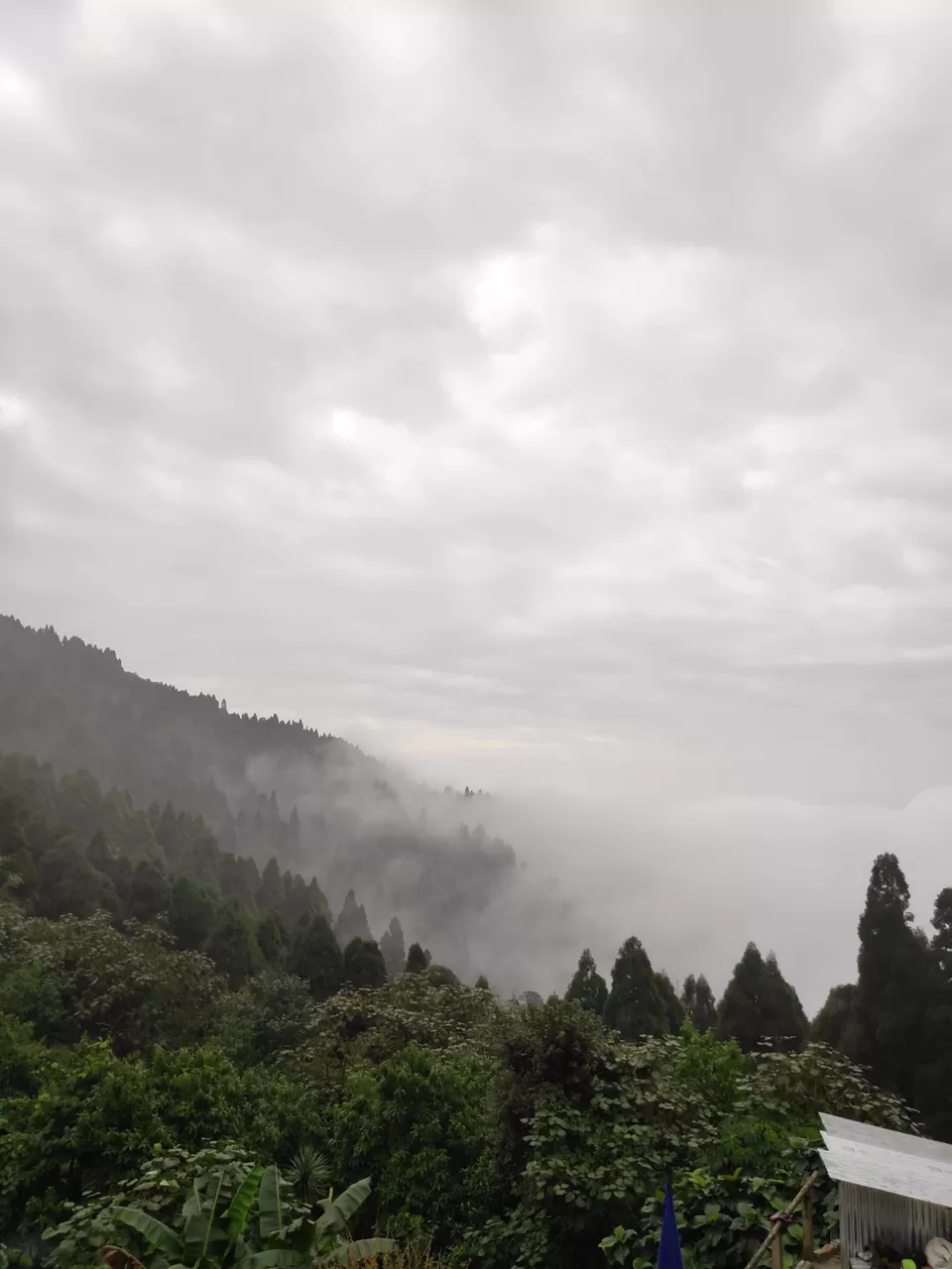 Photo of Experience the mist in north WB by Mrunal Vaidya