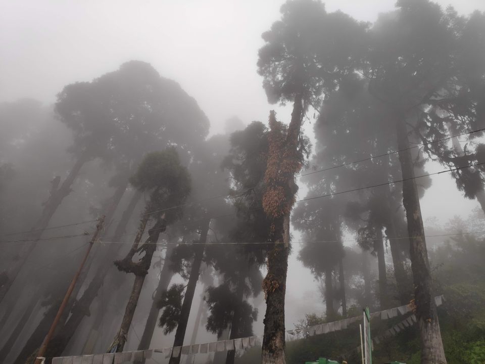 Photo of Experience the mist in north WB by Mrunal Vaidya