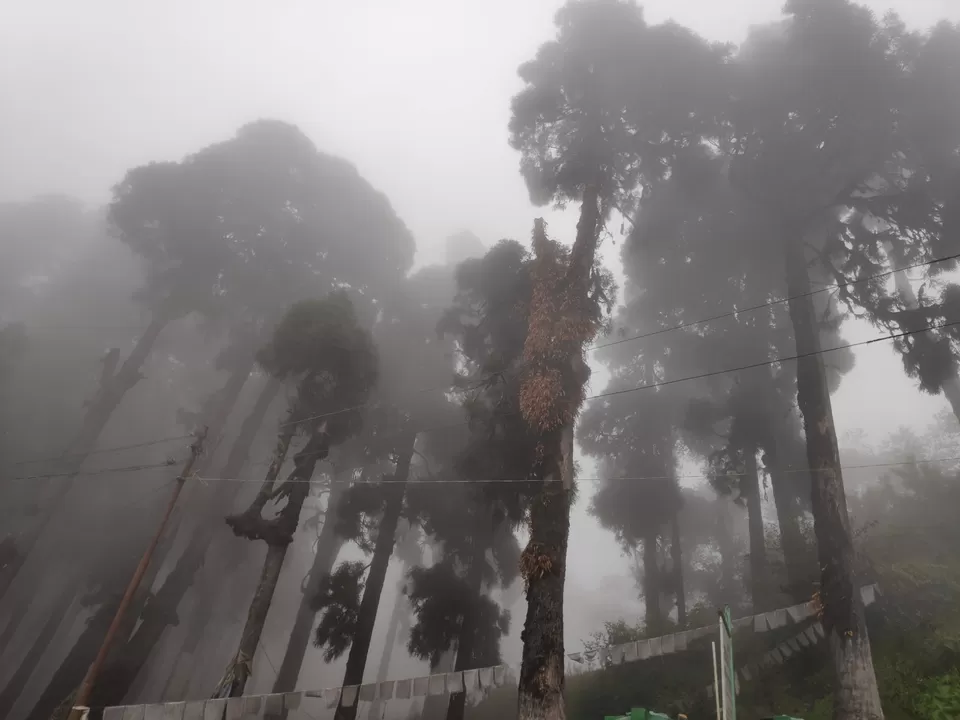 Photo of Experience the mist in north WB by Mrunal Vaidya