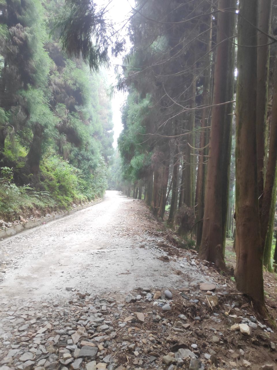 Photo of Experience the mist in north WB by Mrunal Vaidya