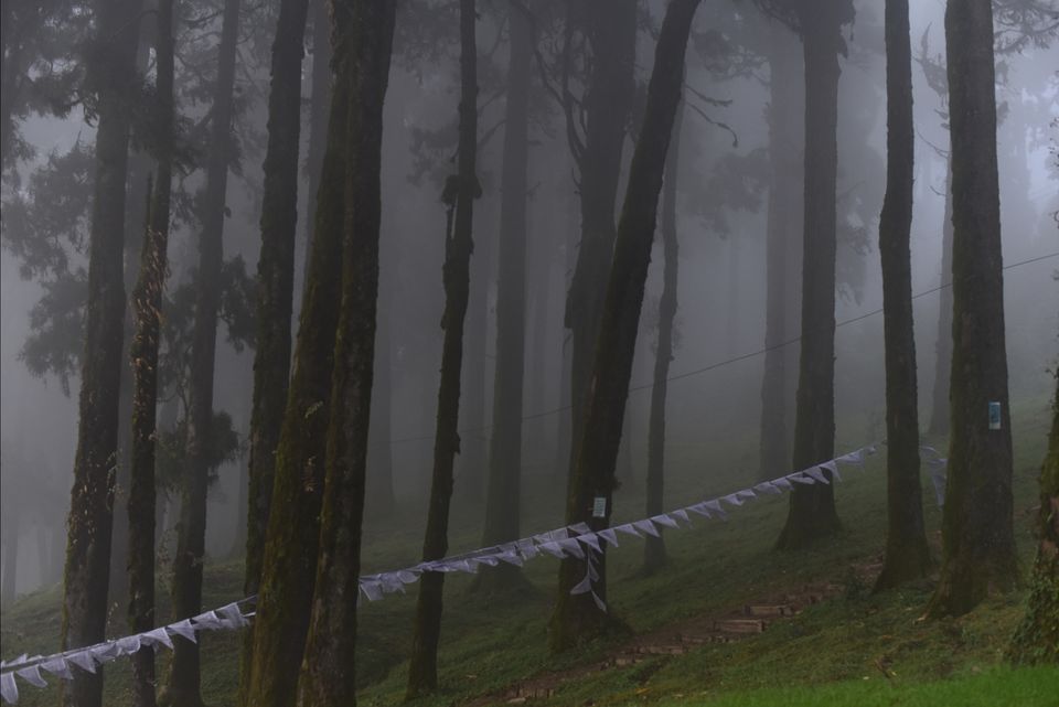 Photo of Experience the mist in north WB by Mrunal Vaidya