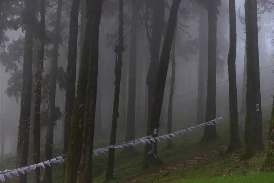 Photo of Experience the mist in north WB by Mrunal Vaidya