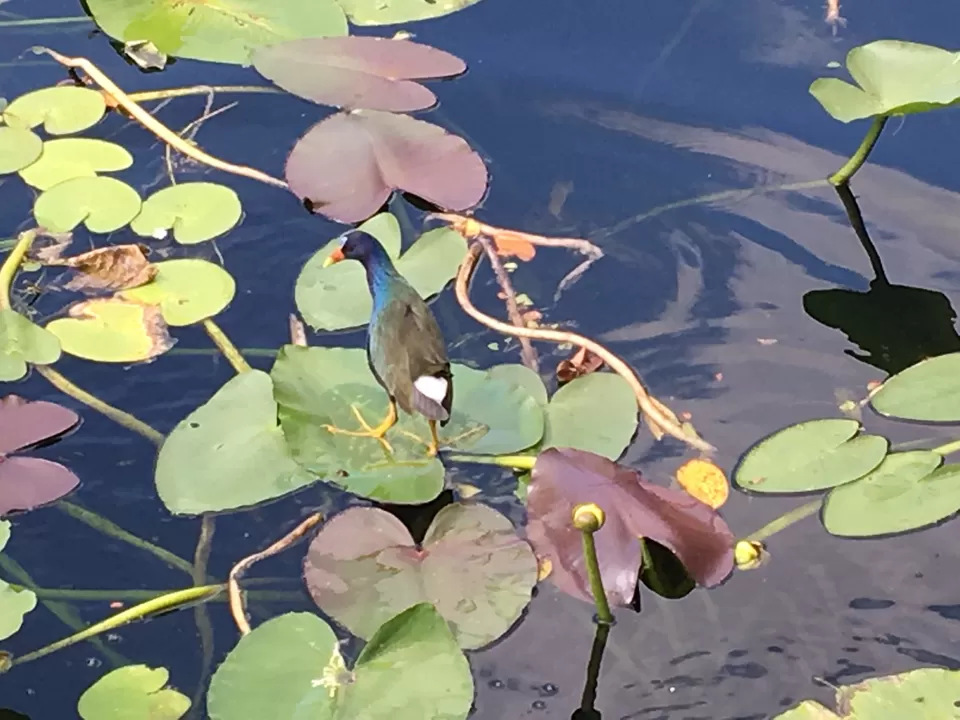 Photo of Everglades National Park, Lincoln Road, Miami Beach, Florida, USA by Poonam Valecha