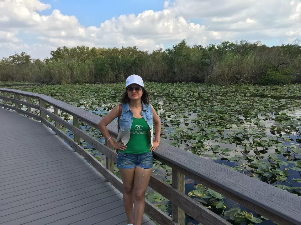 Photo of Everglades National Park, Lincoln Road, Miami Beach, Florida, USA by Poonam Valecha