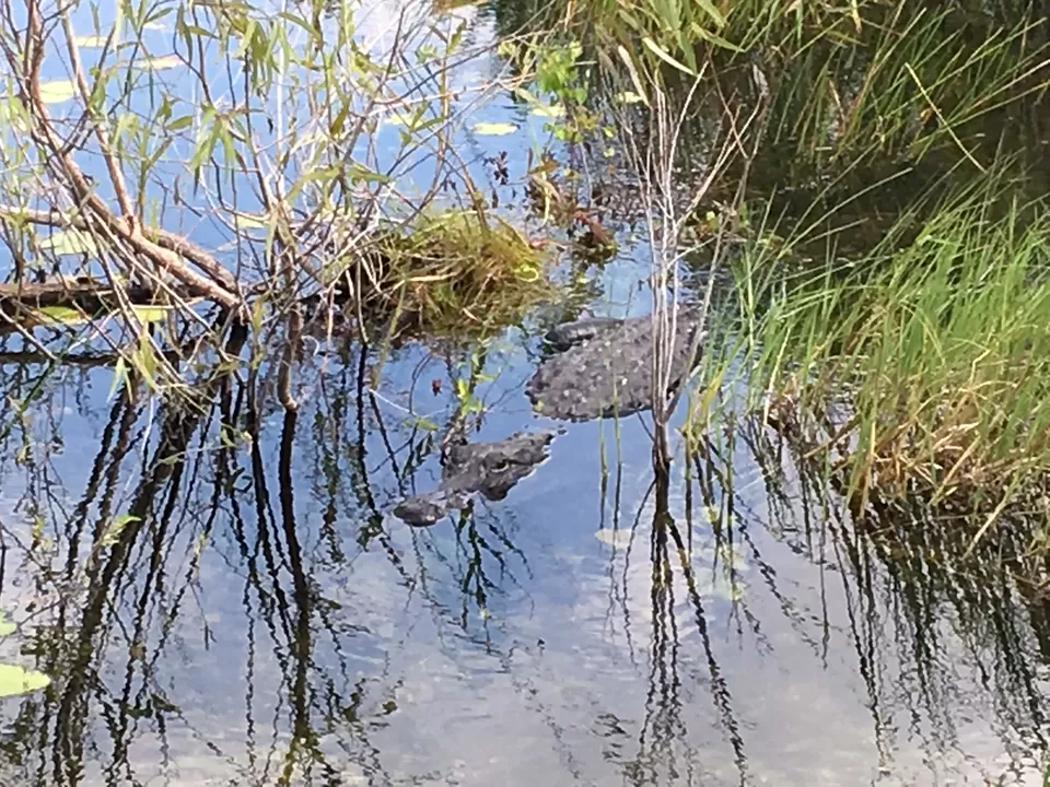 Photo of Everglades National Park, Lincoln Road, Miami Beach, Florida, USA by Poonam Valecha