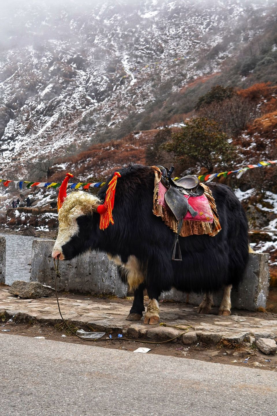 Photo of Travelling Solo in Sikkim for 7 days - Part III (Tales of East Sikkim) by Somya Rakshit
