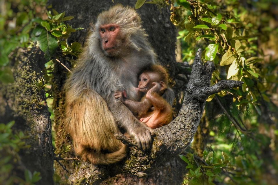Photo of Kufri, Himachal Pradesh, India by Somya Rakshit