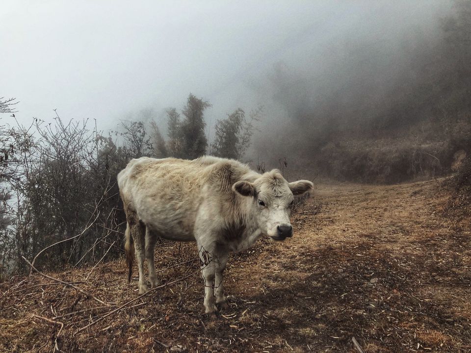 Photo of A Game of Hide and Seek with the Mt.Everest - Sandakphu Phalut Trek (Part - 1) by Somya Rakshit