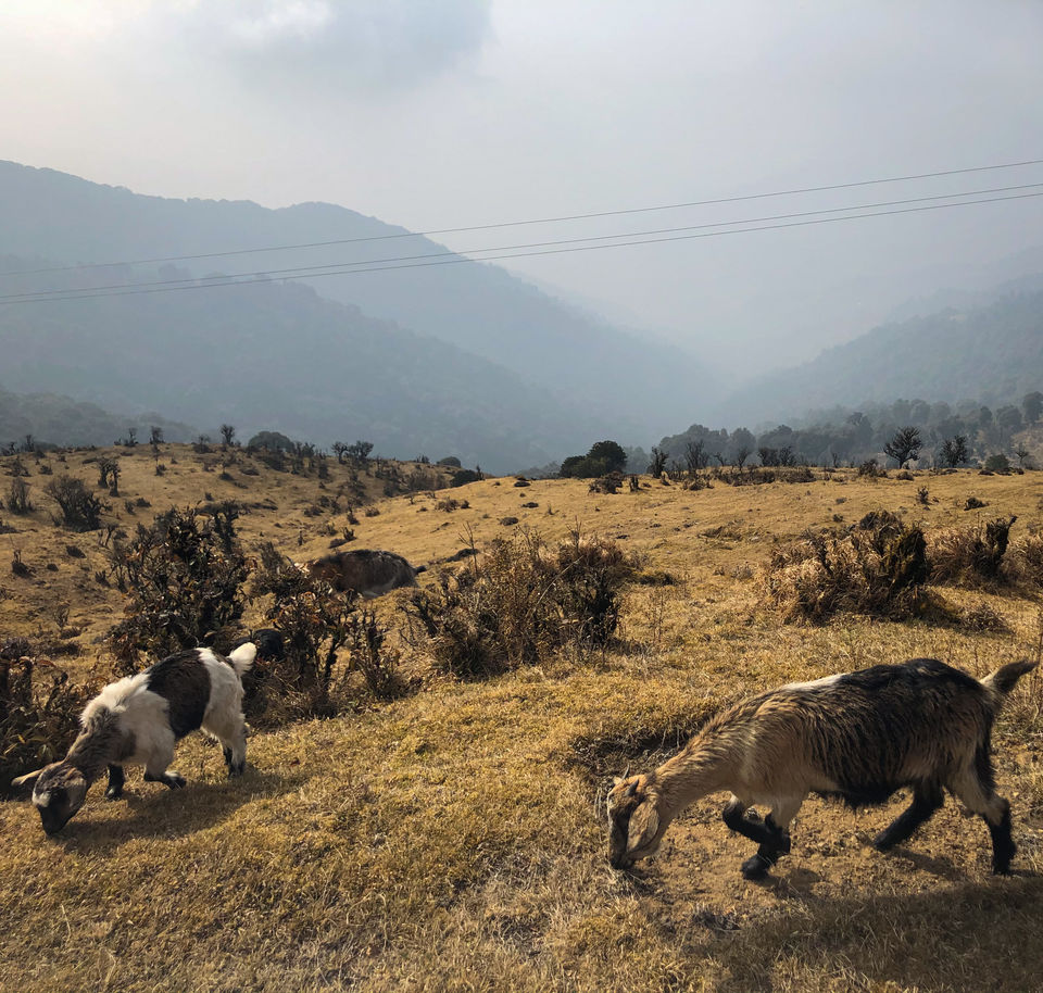 Photo of A Game of Hide and Seek with the Mt.Everest - Sandakphu Phalut Trek (Part - 1) by Somya Rakshit