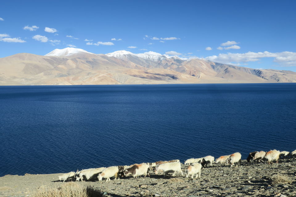 Photo of A visit to the land of Changpa Nomads and Sapphire Lakes by Adventure Sindbad