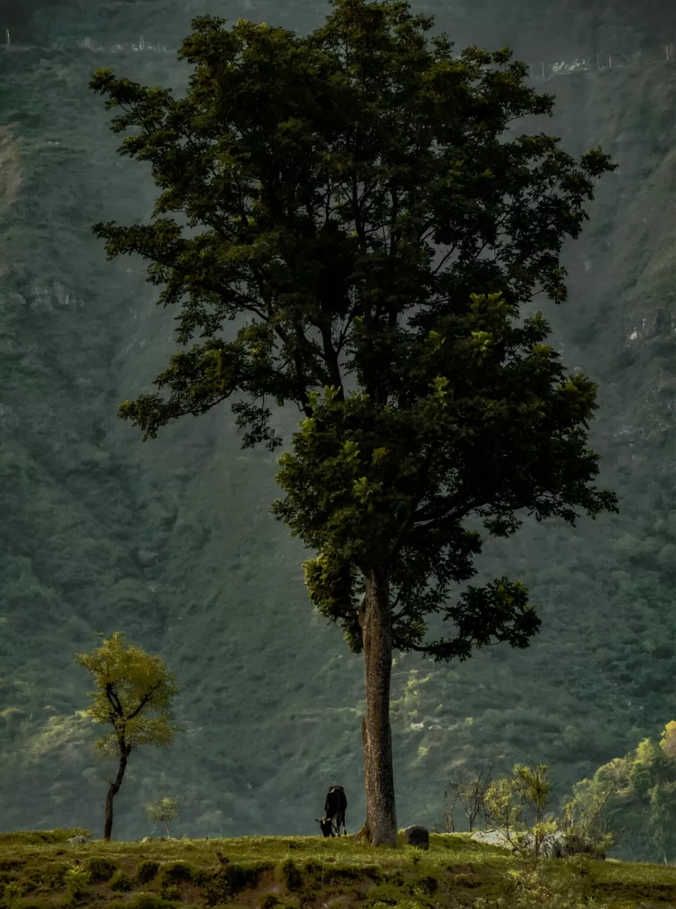 Photo of Mera Gaoon.. by Rachit Sharma