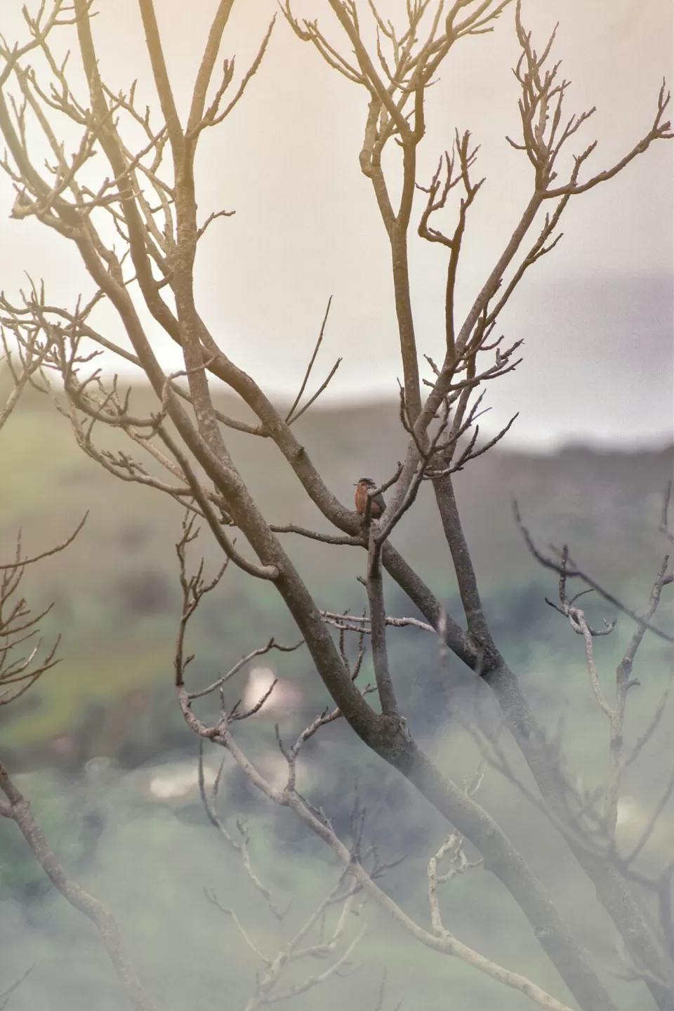 Photo of Mera Gaoon.. by Rachit Sharma