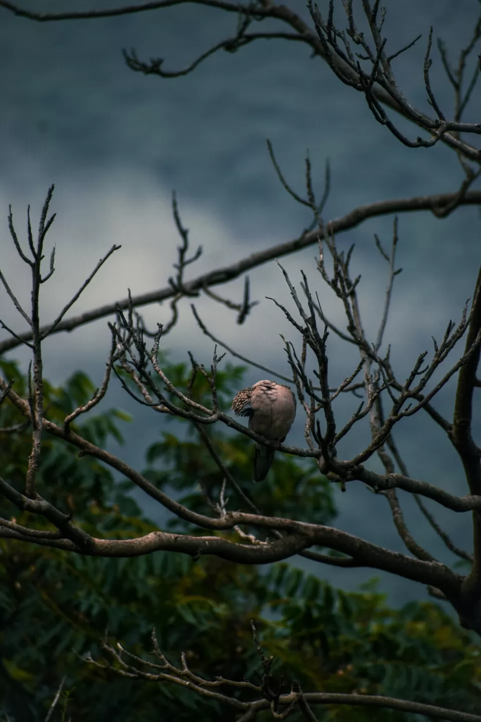 Photo of Mera Gaoon.. by Rachit Sharma