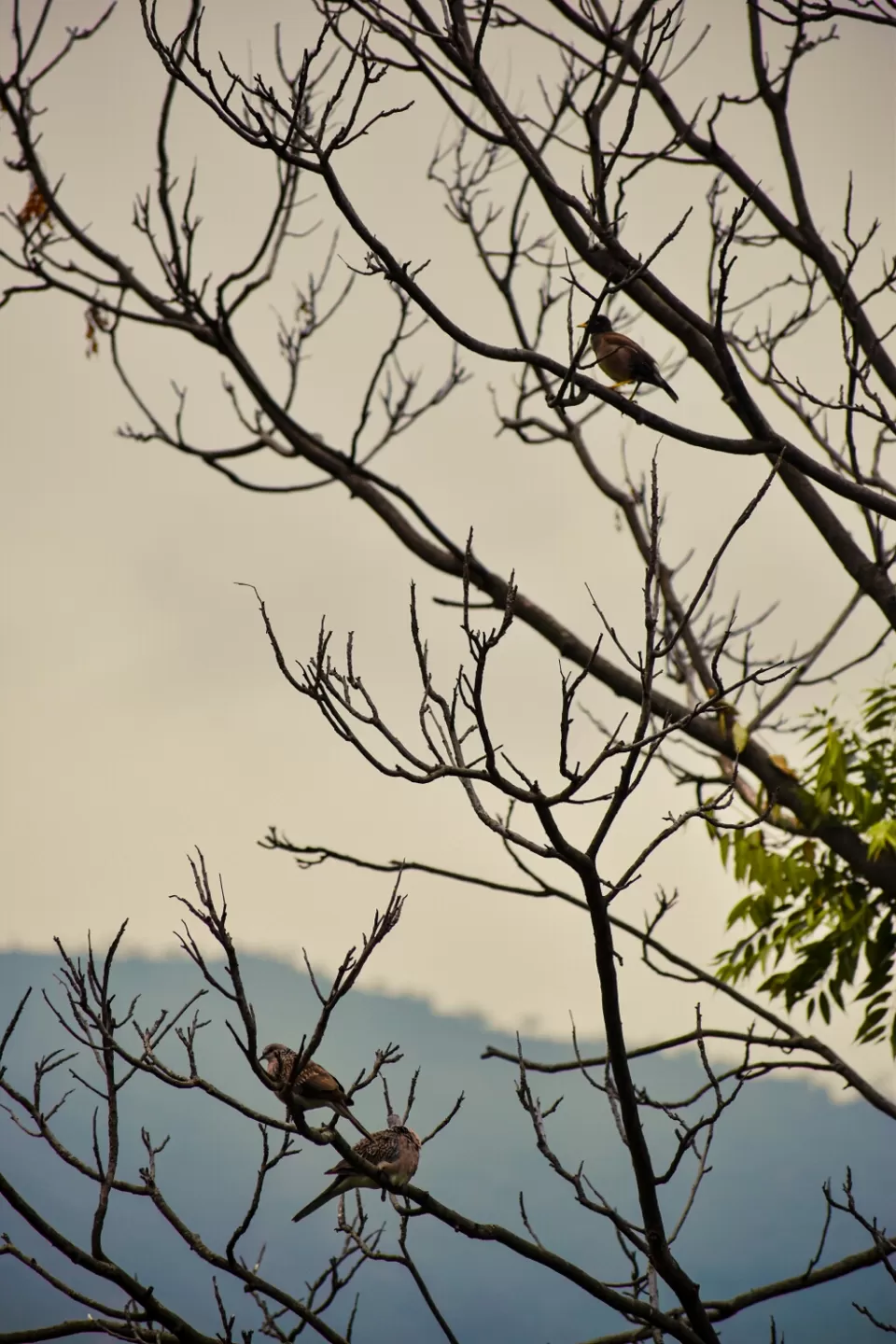 Photo of Mera Gaoon.. by Rachit Sharma