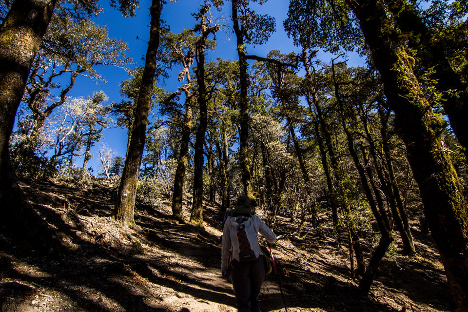 Photo of A spectacular Himalayan winter trek--Brahmatal 9/21 by Tirthankar Ghosh