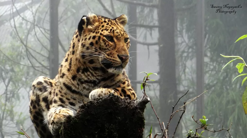 Photo of Zoological Park Gantok Sikkim, Gangtok-Chungthang Road, Chhateng, Sikkim, India by Saumy Nagayach