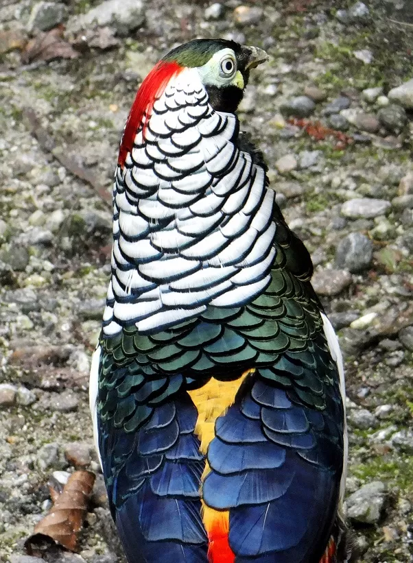 Photo of Zoological Park Gantok Sikkim, Gangtok-Chungthang Road, Chhateng, Sikkim, India by Saumy Nagayach