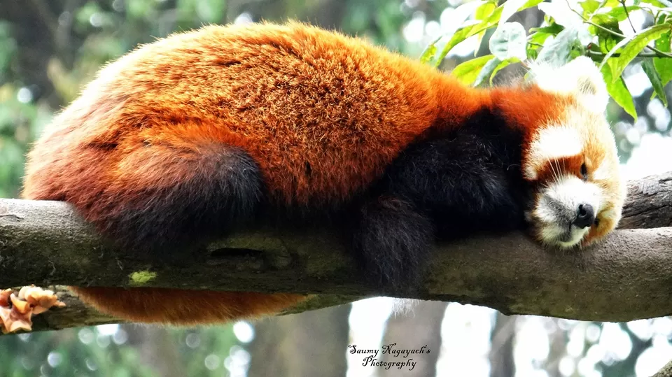 Photo of Zoological Park Gantok Sikkim, Gangtok-Chungthang Road, Chhateng, Sikkim, India by Saumy Nagayach